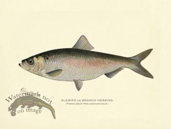 Alewife or Branch Herring